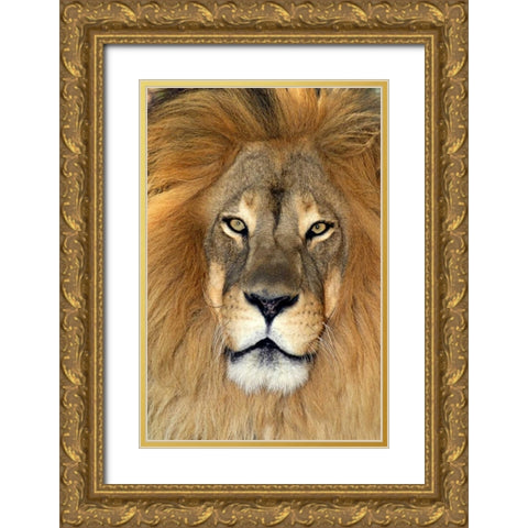 CA, Los Angeles Co, African lion Gold Ornate Wood Framed Art Print with Double Matting by Welling, Dave