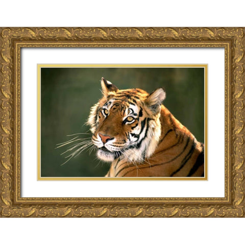 CA, Los Angeles Co, Portrait of Bengal tiger Gold Ornate Wood Framed Art Print with Double Matting by Welling, Dave