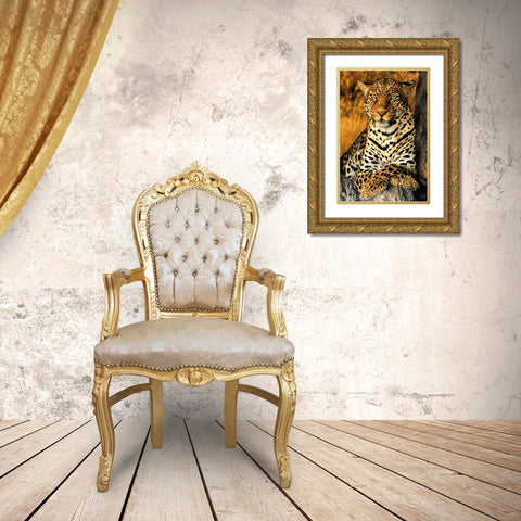 CA, Los Angeles Co, African leopard Gold Ornate Wood Framed Art Print with Double Matting by Welling, Dave