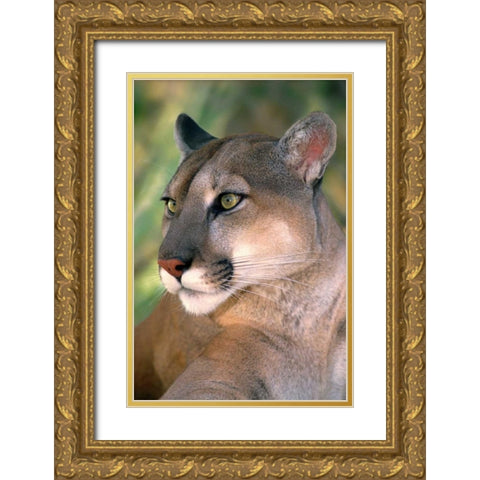 CA, Los Angeles Co, Portrait of mountain lion Gold Ornate Wood Framed Art Print with Double Matting by Welling, Dave