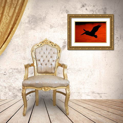 CA, Bolsa Chica Lagoon Brown pelican flying Gold Ornate Wood Framed Art Print with Double Matting by Morris, Arthur