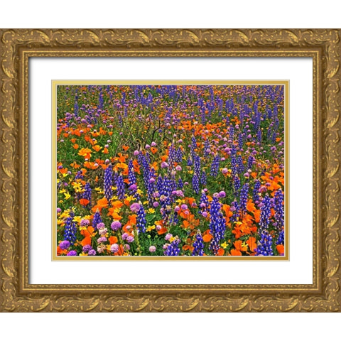 CA, Gorman Field of colorful flowers Gold Ornate Wood Framed Art Print with Double Matting by Welling, Dave