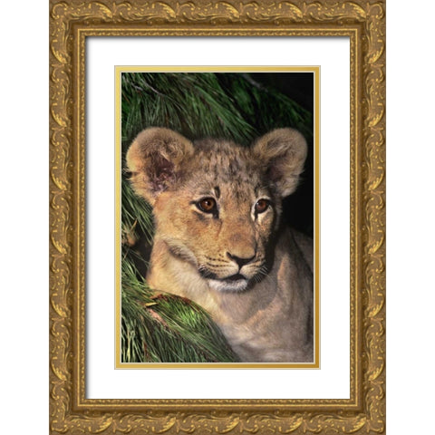 CA, Los Angeles Co, African lion cub Gold Ornate Wood Framed Art Print with Double Matting by Welling, Dave
