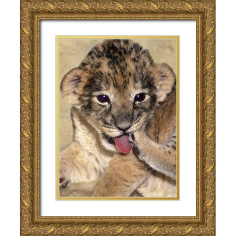 CA, Los Angeles Co, African lion cub playing Gold Ornate Wood Framed Art Print with Double Matting by Welling, Dave