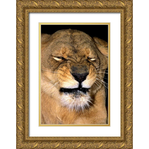 CA, Los Angeles Co, African lioness grimacing Gold Ornate Wood Framed Art Print with Double Matting by Welling, Dave