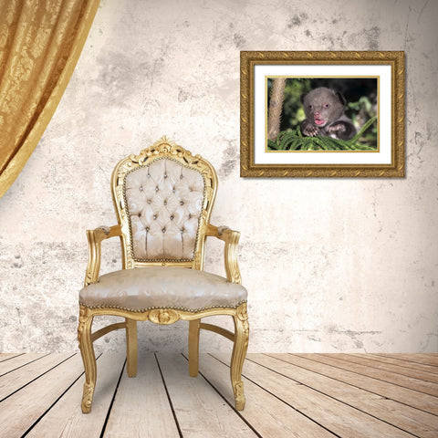 CA, Los Angeles Co, American black bear cub Gold Ornate Wood Framed Art Print with Double Matting by Welling, Dave