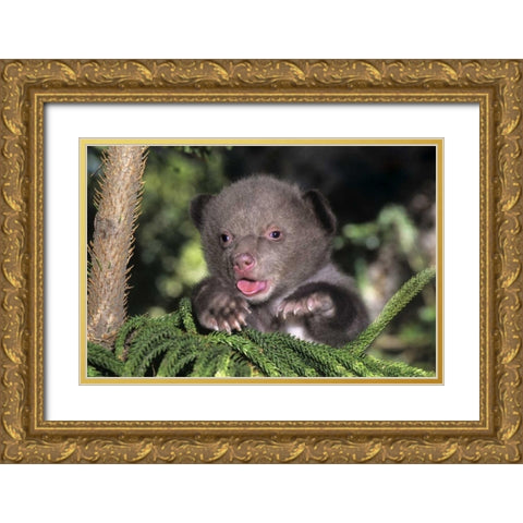 CA, Los Angeles Co, American black bear cub Gold Ornate Wood Framed Art Print with Double Matting by Welling, Dave