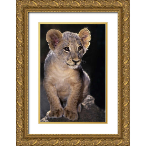CA, Los Angeles Co, African lion cub on rock Gold Ornate Wood Framed Art Print with Double Matting by Welling, Dave