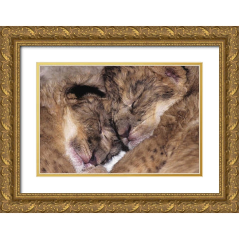 CA, Los Angeles Co, Two sleeping lion babies Gold Ornate Wood Framed Art Print with Double Matting by Welling, Dave