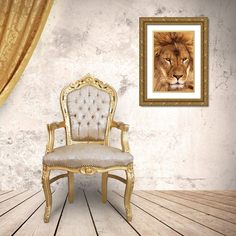 CA, Los Angeles Co, African lion male  Gold Ornate Wood Framed Art Print with Double Matting by Welling, Dave