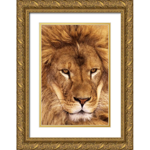 CA, Los Angeles Co, African lion male  Gold Ornate Wood Framed Art Print with Double Matting by Welling, Dave
