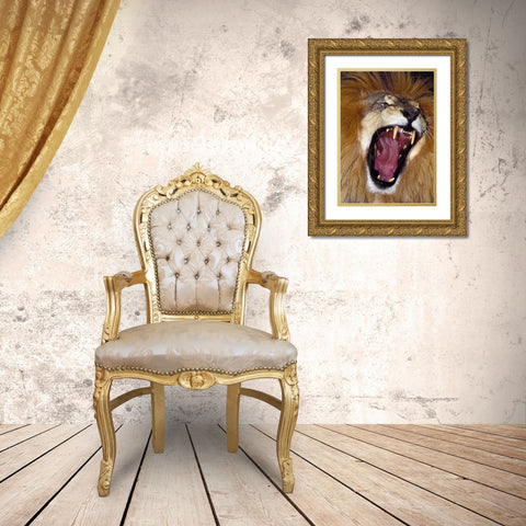 CA, Los Angeles Co, African lion male roaring Gold Ornate Wood Framed Art Print with Double Matting by Welling, Dave