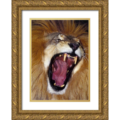 CA, Los Angeles Co, African lion male roaring Gold Ornate Wood Framed Art Print with Double Matting by Welling, Dave