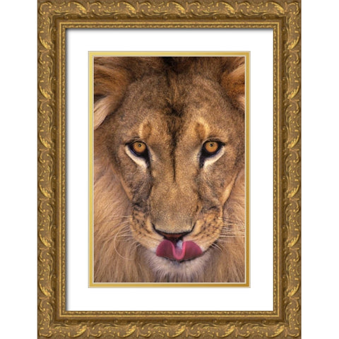 CA, Los Angeles Co, African lion with tongue out Gold Ornate Wood Framed Art Print with Double Matting by Welling, Dave