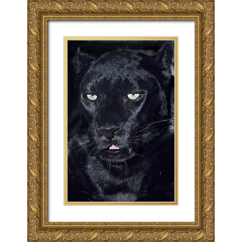 CA, Los Angeles, Portrait of black jaguar adult Gold Ornate Wood Framed Art Print with Double Matting by Welling, Dave