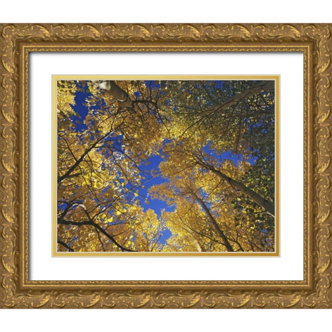CA, Sierra Nevada, Inyo NF Yellow aspen leaves Gold Ornate Wood Framed Art Print with Double Matting by Flaherty, Dennis