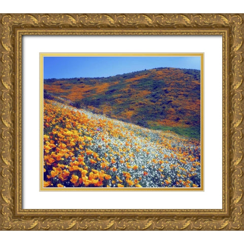 CA, Lake Elsinore Wildflowers covering a hill Gold Ornate Wood Framed Art Print with Double Matting by Talbot Frank, Christopher