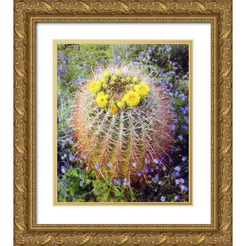 CA Blooming barrel cactus in Anza-Borrego Desert Gold Ornate Wood Framed Art Print with Double Matting by Talbot Frank, Christopher