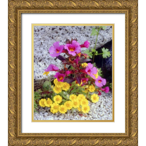 CA, Anza-Borrego Daisy and monkey flowers Gold Ornate Wood Framed Art Print with Double Matting by Talbot Frank, Christopher
