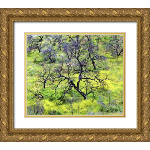 CA, San Diego Mustard plants inÂ Cleveland NF Gold Ornate Wood Framed Art Print with Double Matting by Talbot Frank, Christopher