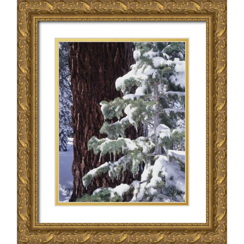 CA, Sierra Nevada Snow-covered red fir trees Gold Ornate Wood Framed Art Print with Double Matting by Talbot Frank, Christopher