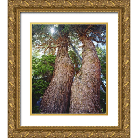 California, Sierra Nevada Red fir trees Gold Ornate Wood Framed Art Print with Double Matting by Talbot Frank, Christopher
