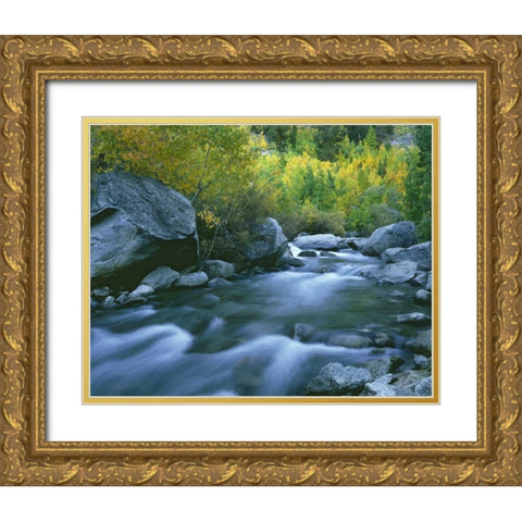 California Bishop Creek and aspens in autumn Gold Ornate Wood Framed Art Print with Double Matting by Flaherty, Dennis