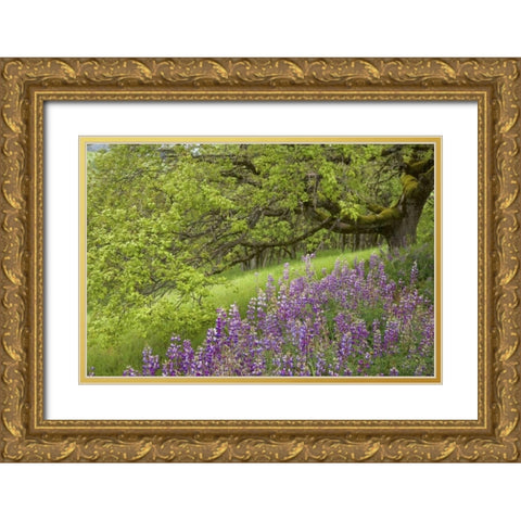 CA, Redwoods Lupines and and oak trees in spring Gold Ornate Wood Framed Art Print with Double Matting by Paulson, Don