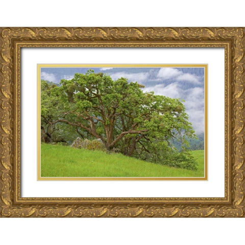 CA, Redwoods Large oak trees in mountain meadow Gold Ornate Wood Framed Art Print with Double Matting by Paulson, Don