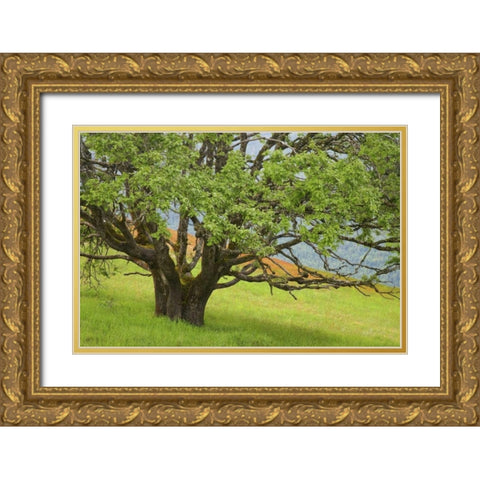 California, Redwood NP Oak tree in alpine meadow Gold Ornate Wood Framed Art Print with Double Matting by Paulson, Don