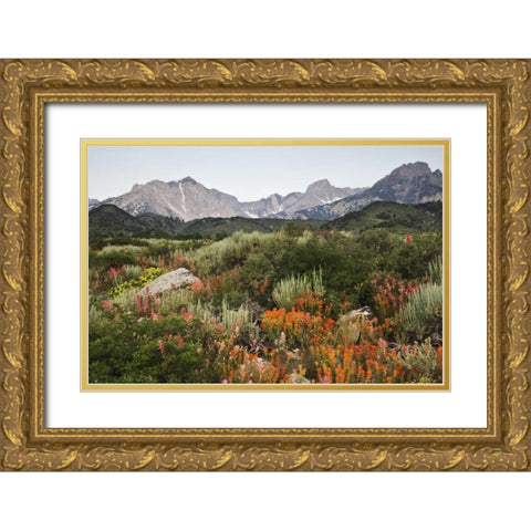 CA, flowers bloom in the Sierra Nevada mountains Gold Ornate Wood Framed Art Print with Double Matting by Flaherty, Dennis