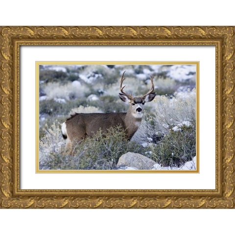 CA, Sierra Mountains Mule deer buck with antlers Gold Ornate Wood Framed Art Print with Double Matting by Flaherty, Dennis