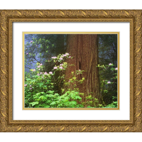 CA, Redwoods NP Blooming rhododendrons Gold Ornate Wood Framed Art Print with Double Matting by Flaherty, Dennis