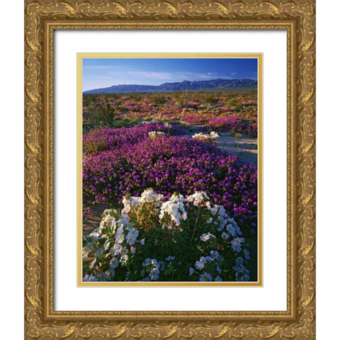 CA, Anza-Borrego SP Desert Wildflowers in bloom Gold Ornate Wood Framed Art Print with Double Matting by Flaherty, Dennis