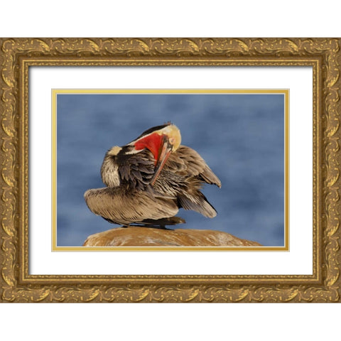CA, La Jolla Pelican preens its feathers  Gold Ornate Wood Framed Art Print with Double Matting by Morris, Arthur