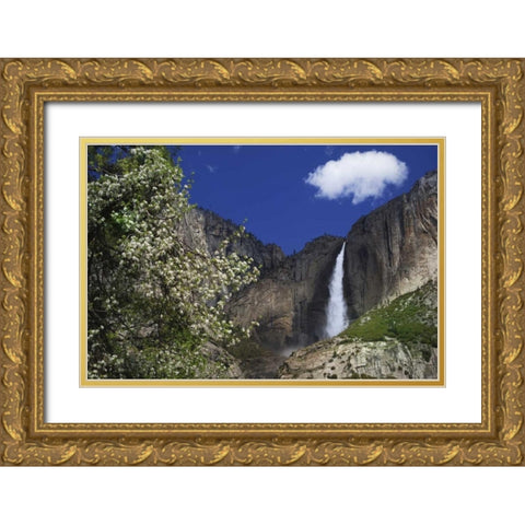 CA, Yosemite Apple tree and Upper Yosemite Falls Gold Ornate Wood Framed Art Print with Double Matting by Flaherty, Dennis
