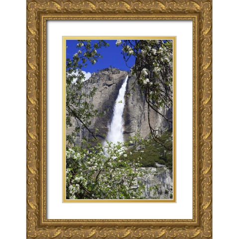 CA, Yosemite Apple tree and Upper Yosemite Falls Gold Ornate Wood Framed Art Print with Double Matting by Flaherty, Dennis