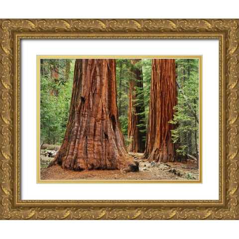 California, Yosemite NP Sequoia trees in forest Gold Ornate Wood Framed Art Print with Double Matting by Flaherty, Dennis