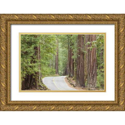 CA, Road through redwoods in Big Basin Redwoods Gold Ornate Wood Framed Art Print with Double Matting by Paulson, Don
