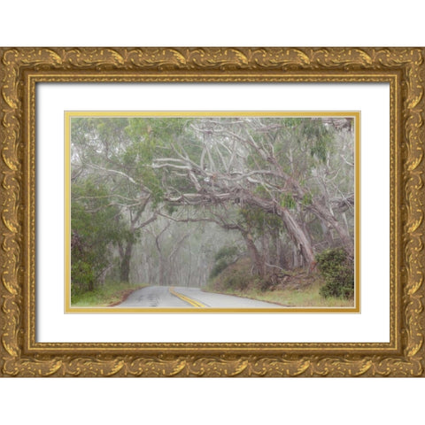 California Tree-lined road to Montana de Oro SP Gold Ornate Wood Framed Art Print with Double Matting by Paulson, Don