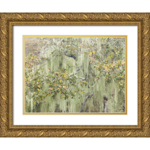 CA, Los Osos Oaks State Reserve Lichens on oak Gold Ornate Wood Framed Art Print with Double Matting by Paulson, Don