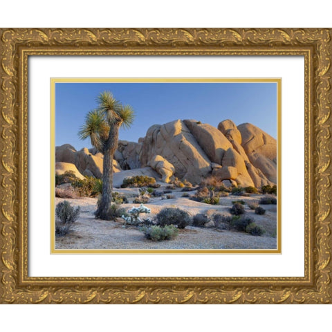 CA, Joshua Tree NP Joshua tree and boulders Gold Ornate Wood Framed Art Print with Double Matting by Paulson, Don