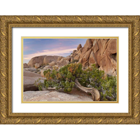 California, Joshua Tree NP Wind-blown juniper Gold Ornate Wood Framed Art Print with Double Matting by Paulson, Don
