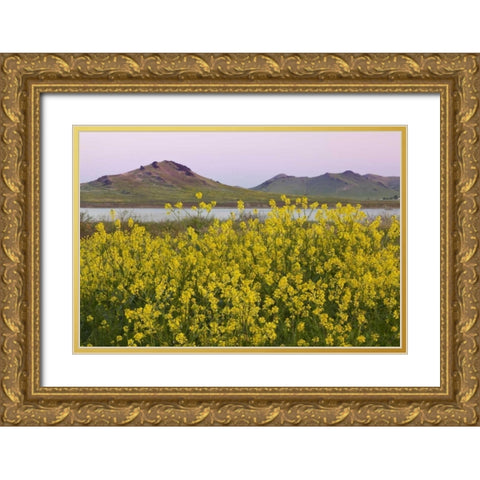 CA, Porterville Spring scenic with Lake Success Gold Ornate Wood Framed Art Print with Double Matting by Paulson, Don