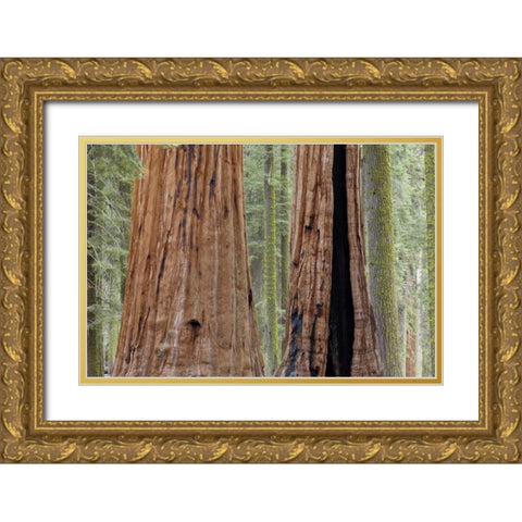 CA, Sequoia NP Giant sequoia trees in forest Gold Ornate Wood Framed Art Print with Double Matting by Paulson, Don