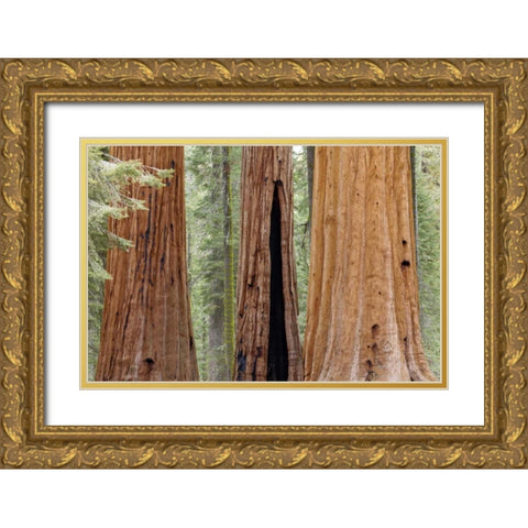 CA, Sequoia NP Trunks of giant sequoia trees Gold Ornate Wood Framed Art Print with Double Matting by Paulson, Don