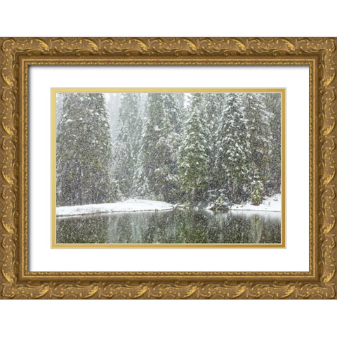 CA, Oakhurst Fir trees reflect in pond in winter Gold Ornate Wood Framed Art Print with Double Matting by Paulson, Don