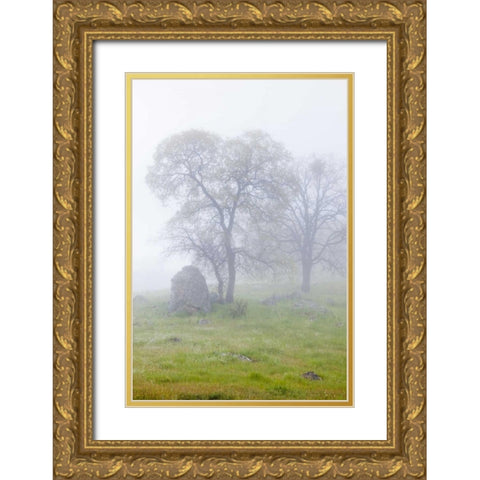 California, Bullion Mountain Oak trees in fog Gold Ornate Wood Framed Art Print with Double Matting by Paulson, Don