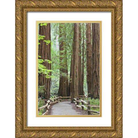California Trail through Muir Woods NM in spring Gold Ornate Wood Framed Art Print with Double Matting by Paulson, Don
