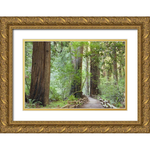 California Trail through Muir Woods NM in spring Gold Ornate Wood Framed Art Print with Double Matting by Paulson, Don